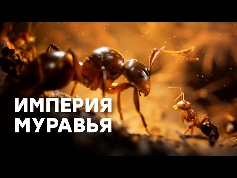 Видео: [СТРИМ] Я, муравей. Empire of the Ants