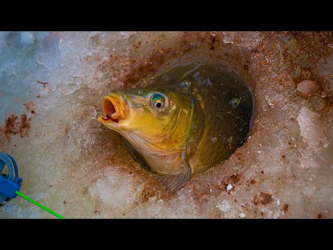 Видео: Карп зимой клюет! Верь, КОРМИ и Жди - 3 главных принципа ловли карпа зимой из подо льда!