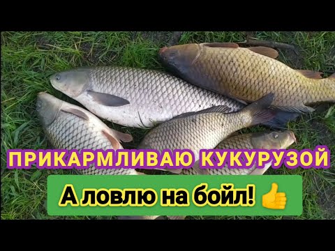 Видео: Рыбалка на карпа и амура! Результат ночной рыбалки. Fishing for carp and grass carp!