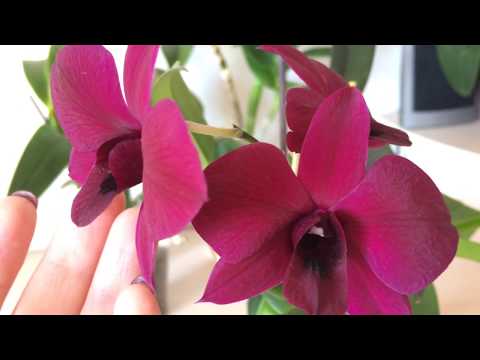 Видео: Расцвел дендрофаленопсис Thailand Black. Уход за дендрофаленопсисами в домашних условиях.