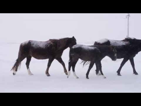 Видео: Оренбург – Орынбор. 6500 км. День 9.