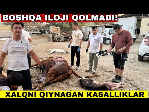 Видео: Бунакаси Факат Киноларда Курасиз! Ветеринар Хайоти Бунчалар Кийин Деб Уйлмагандим! #2025 #молбокиш 