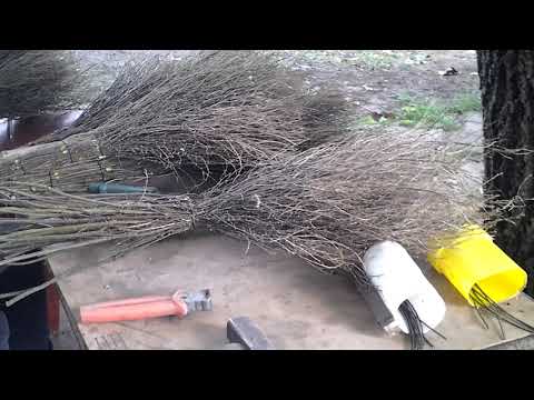 Видео: Вяжем веники из дерезы.