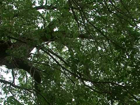 Видео: Параклис "Св. Атанасий", гр. Асеновград