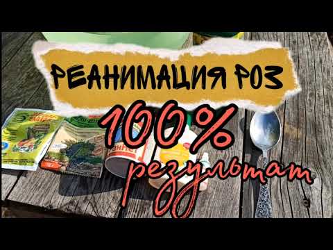 Видео: Спасти розу после неудачной зимовки. 💯% результат!