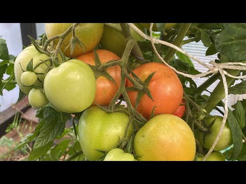 Видео: Мои секретики для получения большого урожая томатов