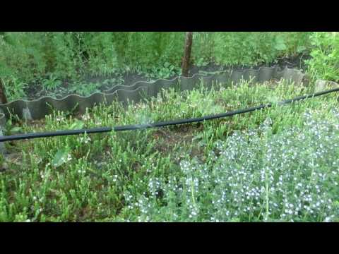 Видео: Притенение клюквы от солнца. Клюква цветет.