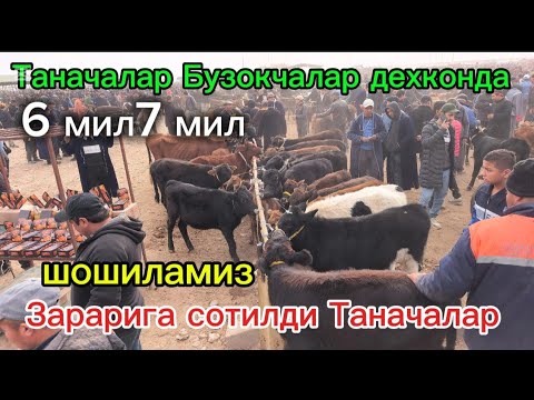 Видео: Ахвол огир зарарига сотилди Таначалар Бузокчалар Карши Карвон мол 🐄 бозори 16,11,2025