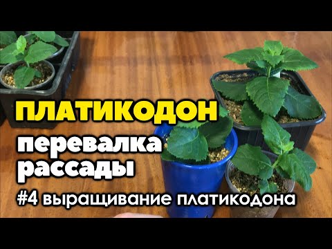 Видео: #4 Перевалка рассады платикодона | Как вырастить платикодон из семян | 2021 год