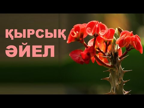 Видео: Қырсықтықтан көркем мінезге өзгеру | #мінез #қырсық