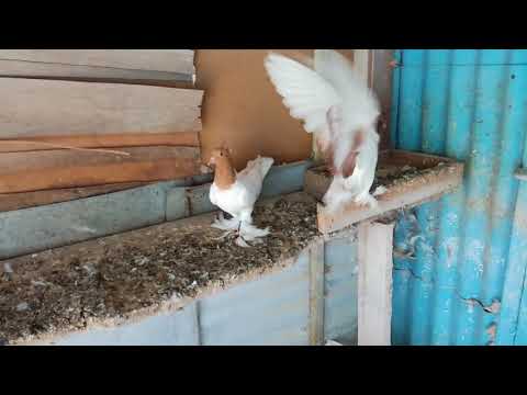 Видео: Голуби бойной породы - Головатые, Ставропольский край, +79054656072 Александр Иванович.