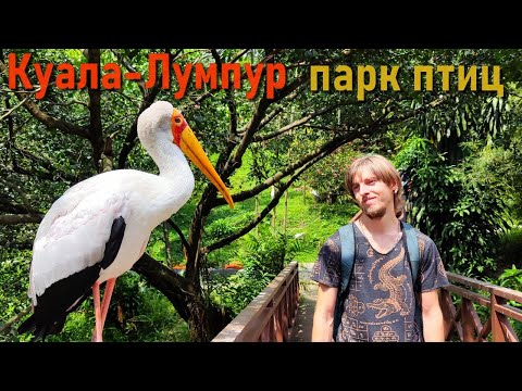 Видео: Куала-Лумпур Парк Птиц