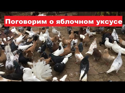 Видео: Какие ошибки допускают голубеводы при использовании яблочного уксуса для пропаивания голубей.
