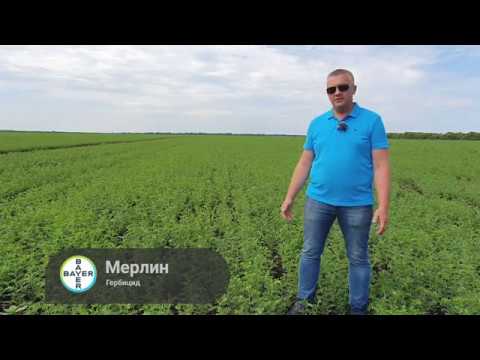 Видео: ПОЧВЕННЫЕ ГЕРБИЦИДЫ на нуте - выбираем лучший.