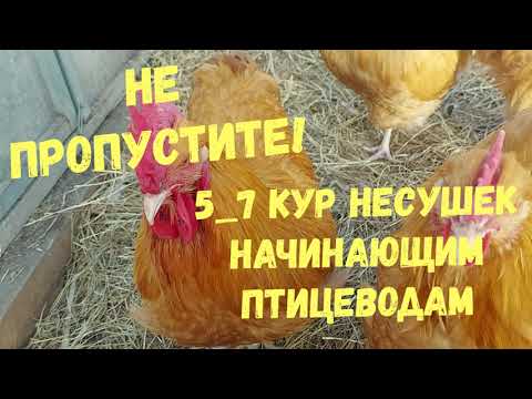 Видео: КУРЫ НЕСУШКИ ДЛЯ КАЖДОЙ СЕМЬИ/Сколько кур прокормят себя сами