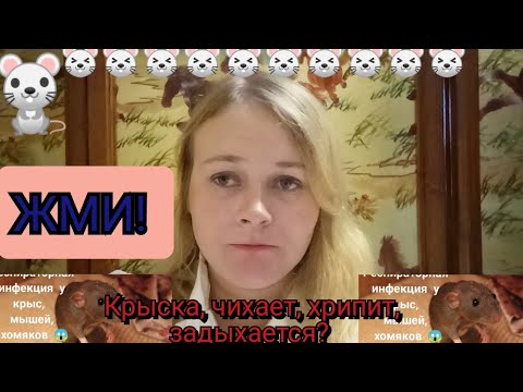 Видео: Респираторная инфекция крыс, мышей, хомяков (ринит, пневмония)