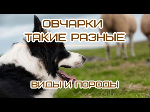 Видео: Овчарки Такие разные Виды и породы Sheepdogs Such different Species and breeds