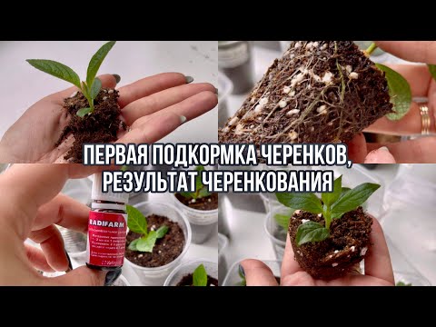 Видео: Первая подкормка черенков, красивая корневая, результаты черенкования метельчатой гортензии