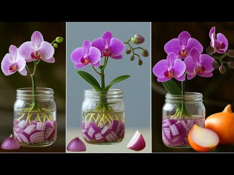 Видео: Просто лук! Орхидеи растут очень быстро и цветут круглый год.