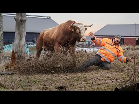 Видео: Жесть!!! Чуть не Убила! Герефордка пошла в АТАКУ Отбирали бычков Еле ушли живыми