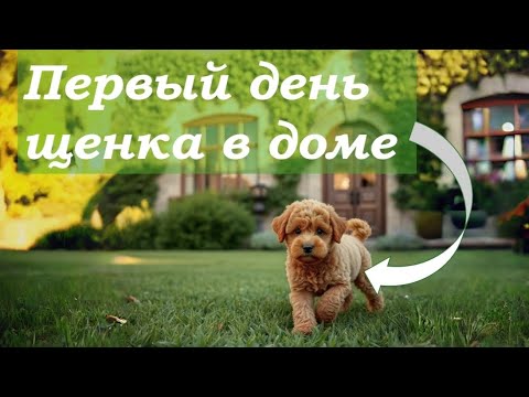 Видео: Первый день щенка в новом доме / что делать со щенком после покупки / купил щенка