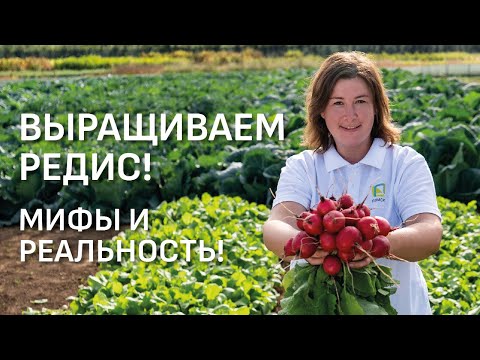 Видео: Выращивание редиса. Развеиваем мифы.