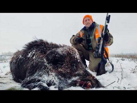 Видео: В ПЕРВЫЙ РАЗ ТАКОЕ НА ЗАГОННОЙ ОХОТЕ. ВЕСЬ ЗВЕРЬ НА МЕНЯ! ТУШЕНКА ИЗ СЕКАЧА В АВТОКЛАВЕ ВЕЙН 2