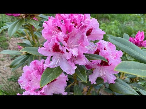 Видео: Зимівля рододендронів та азалій у моєму саду. Інформація згідно мого досвіду