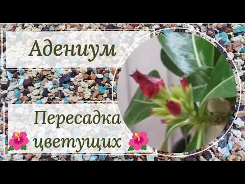 Видео: Расперли горшки! 😳 Пересаживаю цветущие адениумы!