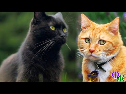 Видео: Сатана 16 «Рыжик, пойдём домой, я по тебе очень соскучился» - вдруг услышал рыжий кот голос Сатаны