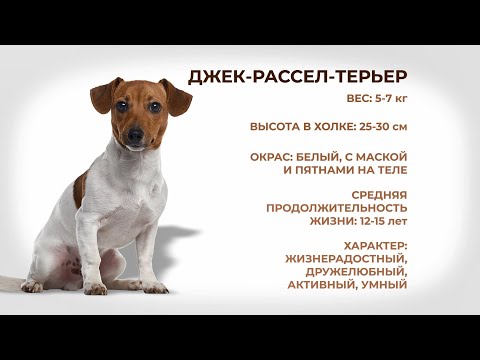 Видео: Собаки и люди: Джек-Рассел-Терьер