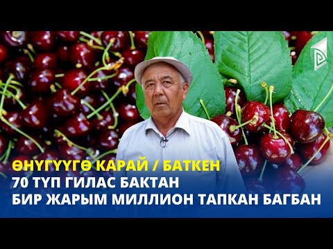 Видео: 70 түп гилас бактан бир жарым миллион тапкан багбан / Баткен