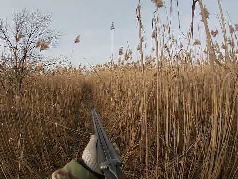 Видео: На гонка щенков