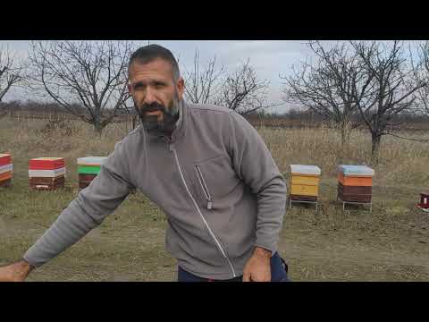 Видео: Зимно подхранване на пчелните семейства (поставяне на спасителни питки)