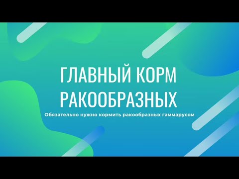 Видео: Главный корм ракообразных