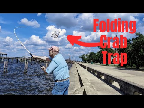 Видео: Синие крабы, отличная ловля крабов с берега