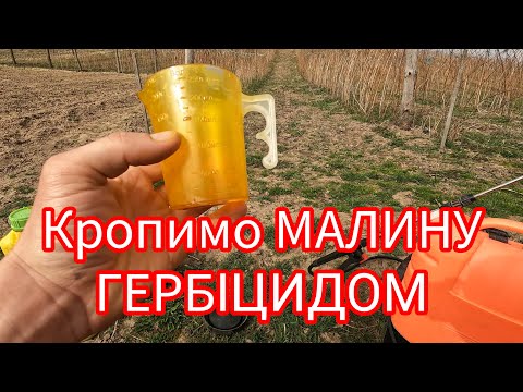 Видео: Кропимо рядки малини гербіцидом. Гербіцид по малині. Як позбутися буряну у малині. Засіб від буряну