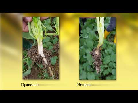Видео: Rapool-рост и развитие озимого рапса с осени