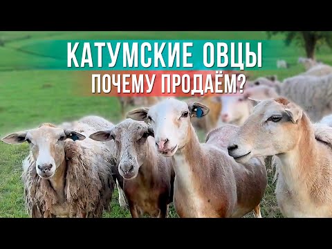 Видео: ПОЧЕМУ МЫ ОТКАЗАЛИСЬ от КАТУМСКИХ ОВЕЦ? 