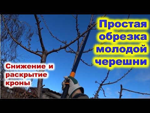 Видео: Простая обрезка молодой черешни со снижением кроны