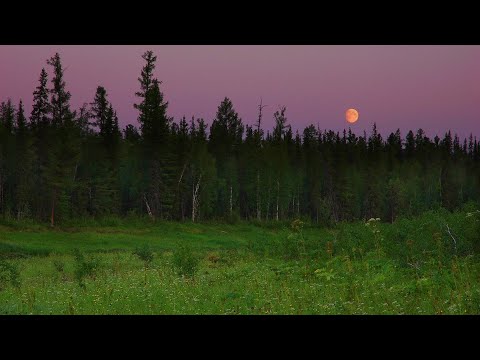Видео: Мои ночёвки в Тайге. Рыбалка, Волки, Медведи, Морошка.