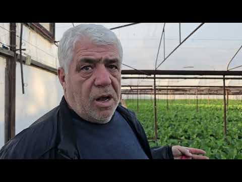 Видео: Отличный результат на цветной капусте