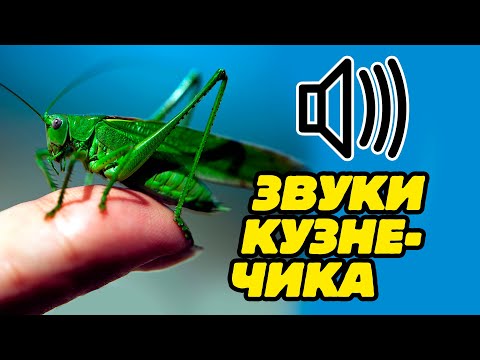 Видео: Звук кузнечика, какой звук издаёт кузнечик, кузнечик стрекочет