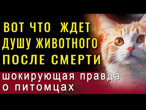 Видео: Вот что будет с душой животного на том свете! Это вас удивит!