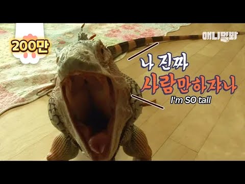 Видео: Люди! Вы видели игуану такую же высокую, как люди ?! (Это не первоапрельская шутка ..)