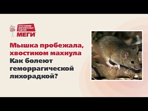 Видео: Мышка пробежала, хвостиком махнула. Как болеют геморрагической лихорадкой?