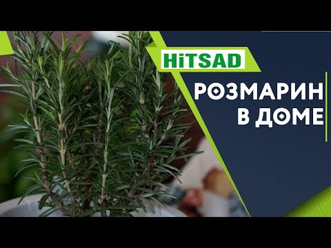 Видео: Розмарин в домашних условиях ✔️ Розмарин в горшке ✔️