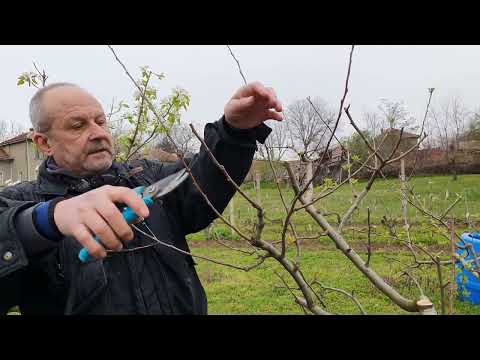 Видео: Срокове за резитба на овошки. Подрязване на ябълка.