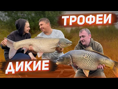 Видео: ТАКОЙ РЫБАЛКИ У МЕНЯ ЕЩЕ НЕ БЫЛО. Трофейные КАРПЫ и АМУРЫ На Дикаре Творят Чудеса.