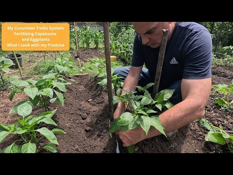 Видео: Подвязка огурцов, удобрение перца и баклажанов